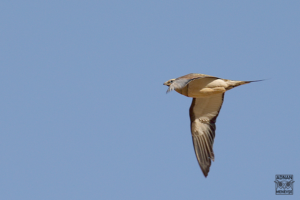 Pin-tailed Sandgrouse